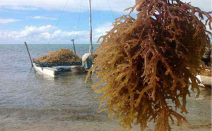 Nuestras algas marinas (ingrediente de carragenina)